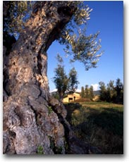 Ulivi secolari (Foto:APT Costa degli Etruschi)