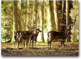 Il Parco Nazionale del Gargano