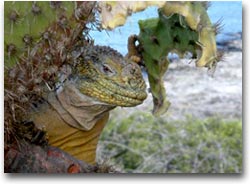 Iguana all'ombra di un cactus (Foto:Ecuador 365)