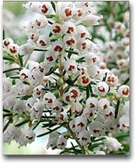 Erica Arborea