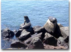 Leoni di mare a Puerot Baquerizo Moreno, San Cristobal (Foto:Ecuador 365)