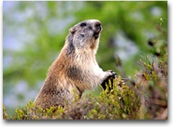 Una marmotta nel bosco