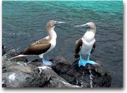 Galapagos, il vero “El Dorado” dell’Ecuador