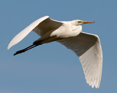 Airone Bianco Maggiore (Foto: Fabio Cilea)