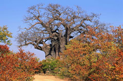 Baobab