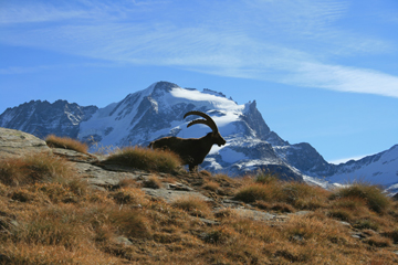 Lo stambecco simbolo del  Parco Nazionale Gran Paradiso. Credit: Edi Chenal 