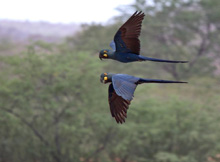 Ara di Lear (Foto: Andy & Gill Swash WorldWildlifeImages)