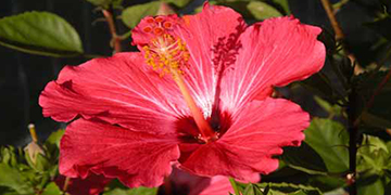 Fiori e profumi sul Lago Maggiore