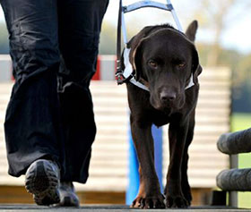 Un cane guida al lavoro