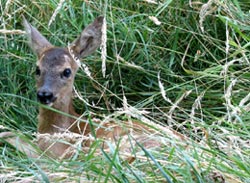 Un cucciolo nell'erba