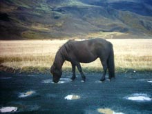 Cavallo islandese assetato