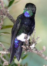 Colibrì (Foto: Alex Cortes)