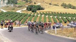 Corsa ciclistica tra i vigneti (Foto: SATC)