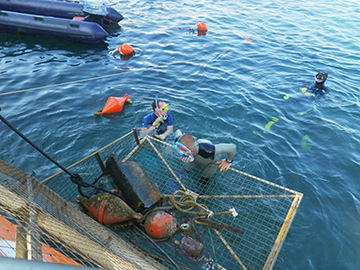 Volontari per pulire i fondali di Vernazza