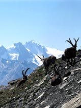 Stambecchi sul massiccio del Gran Paradiso (Foto: Luciano Ramires)