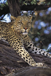 Leopardo sudafricano