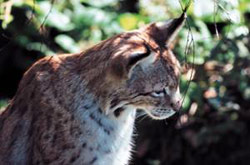 Una lince (G.P. Masserano - CEDRAP - www.parks.it)