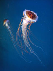 Acquario di Genova, Chrysaora melanaster