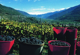 Vendemmia in Valtellina