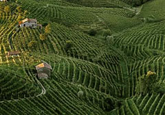 Vigneti nella zona di Cartizze